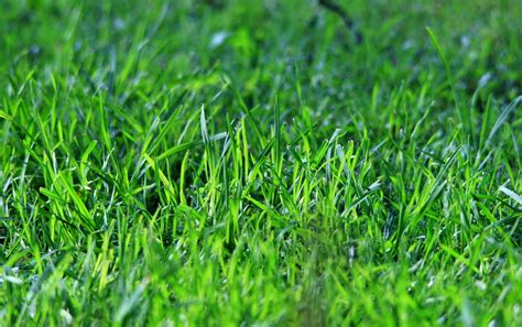 200,000+ Free Green Grass & Grass Images .